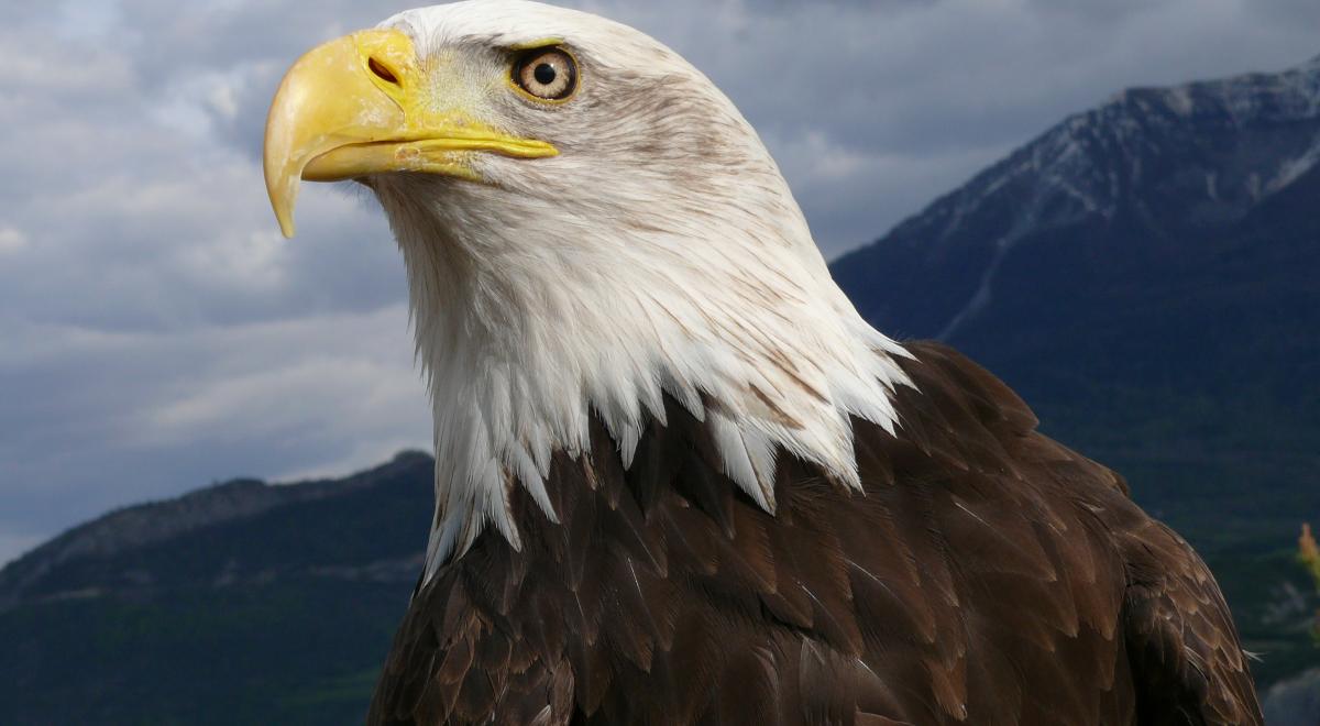 Parc Animalier de Serre-Ponçon LE SAUZE-DU-LAC - Parc Animalier de Serre-Ponçon LE SAUZE-DU-LAC