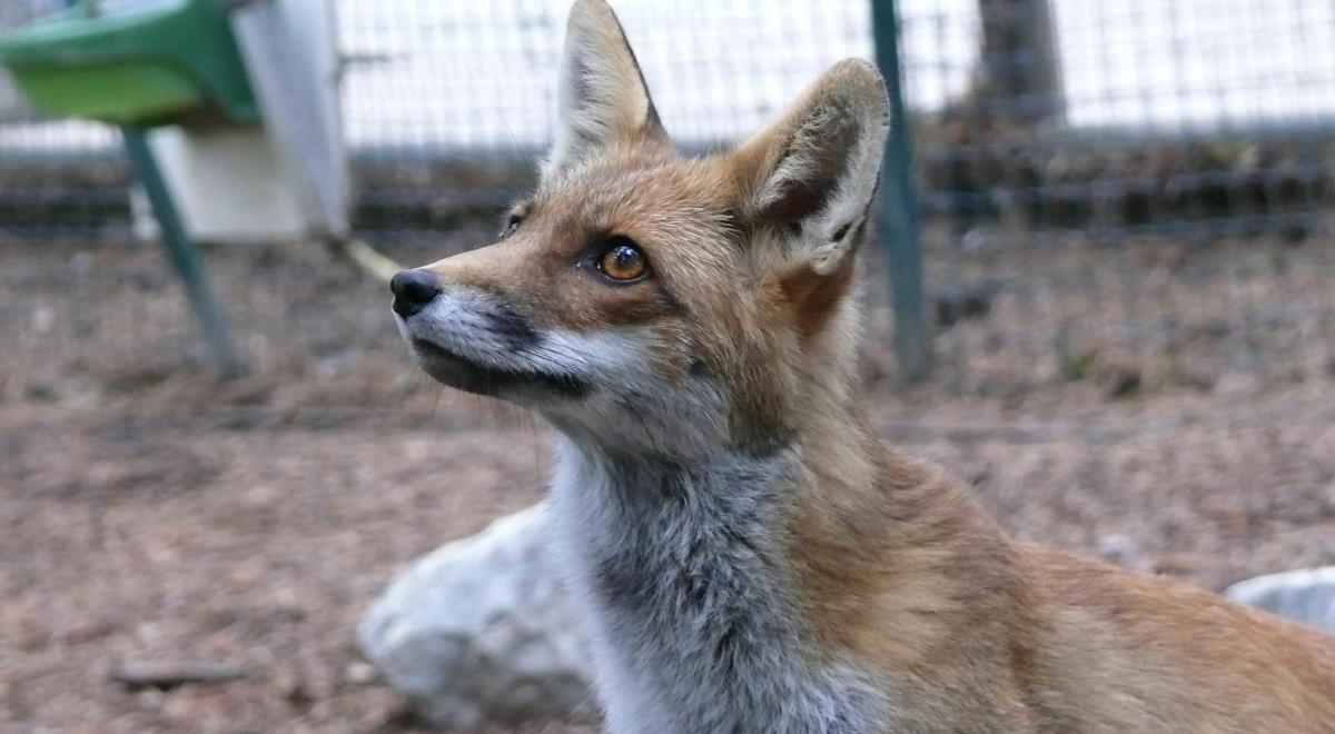 Parc Animalier de Serre-Ponçon LE SAUZE-DU-LAC - Parc Animalier de Serre-Ponçon LE SAUZE-DU-LAC