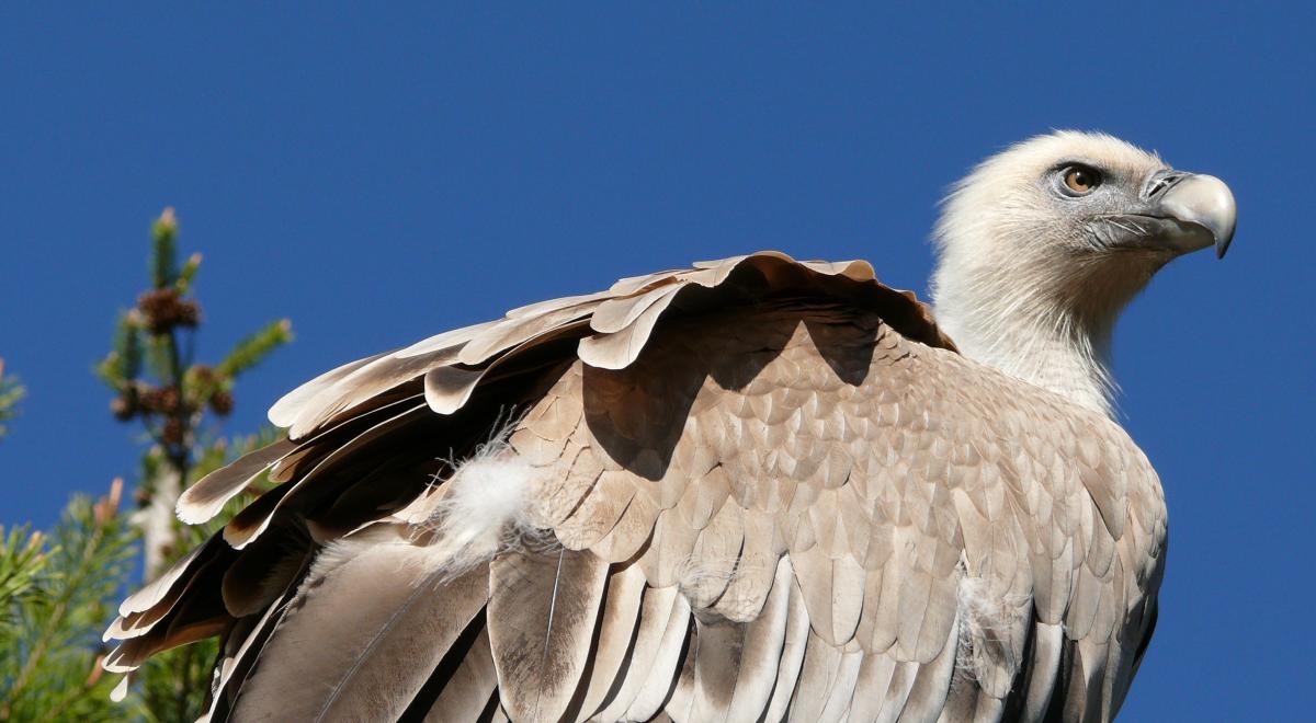 Parc Animalier de Serre-Ponçon LE SAUZE-DU-LAC - Parc Animalier de Serre-Ponçon LE SAUZE-DU-LAC