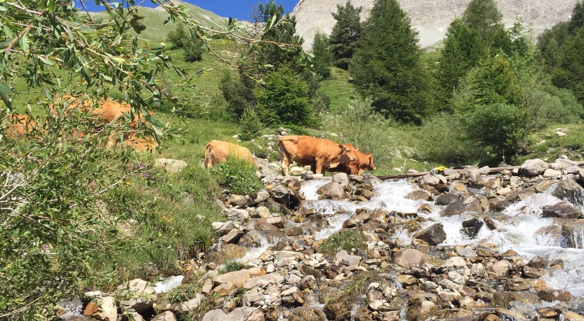 La Cabane des mulets n°15 - Torrent de la Blanche