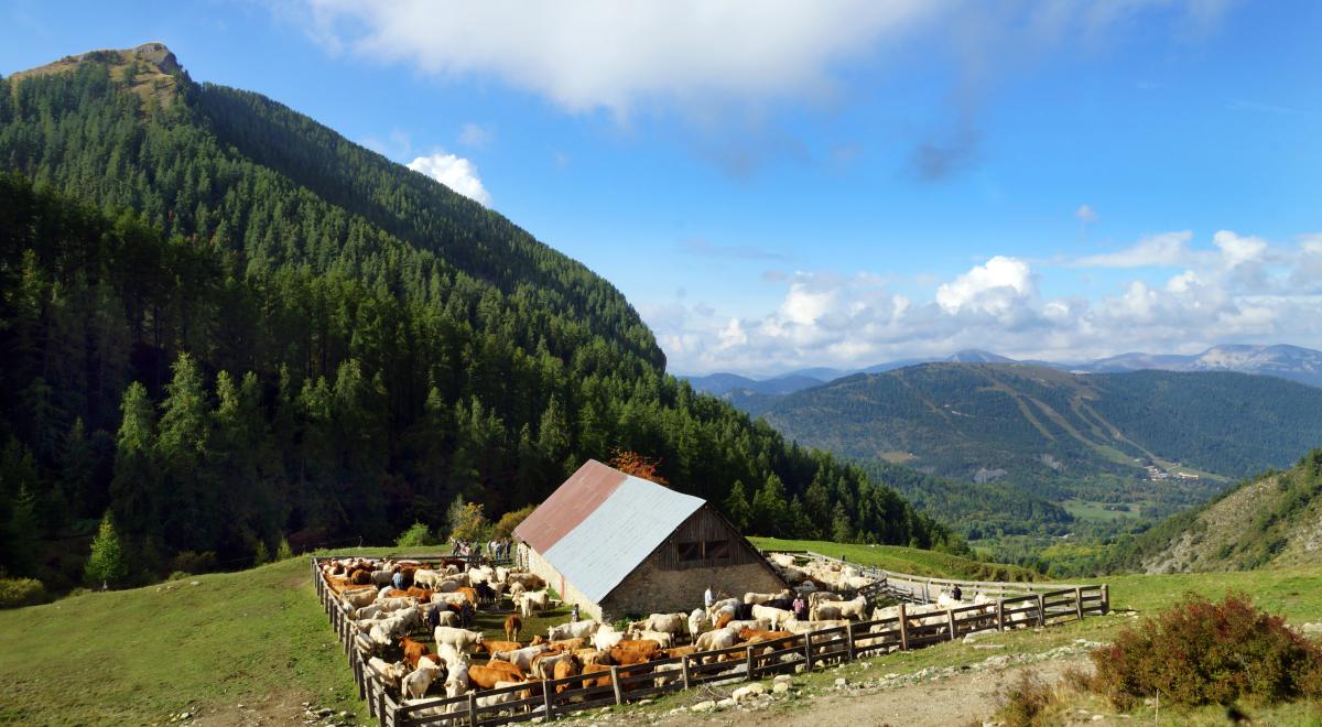 La Cabane des mulets n°15 - La Cabane des mulets