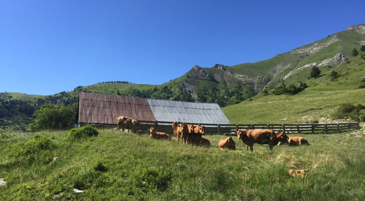 La Cabane des mulets n°15 - La Cabane des mulets