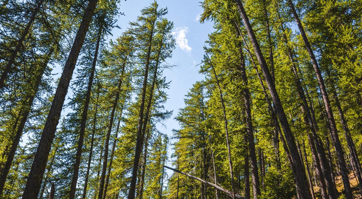 Arboretum de Méolans-Revel - Arboretum de Méolans-Revel