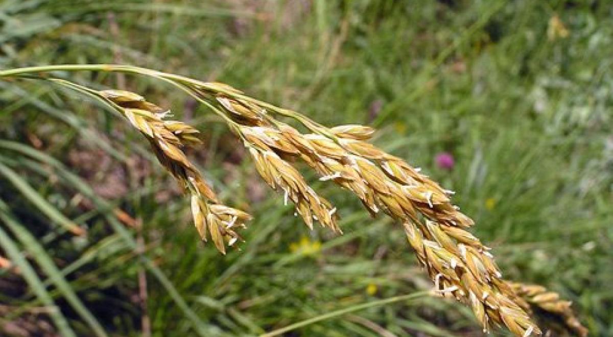 Lac du lauzanier - Fétuque paniculée, (Festuca paniculata), en espèce très courante dans la pelouse subalpine.