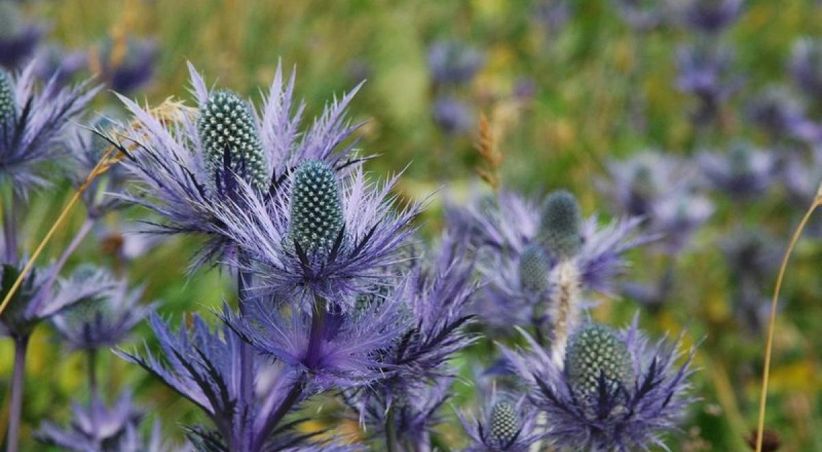 reine des alpescfranoisBreton_1 - Reine de Alpes (Eyringium alpinum)
