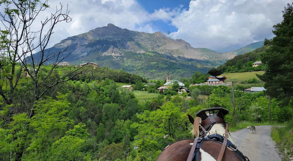 Les Crinières des Cimes - Balade en calèche à Rioclar - Les Crinières des Cimes