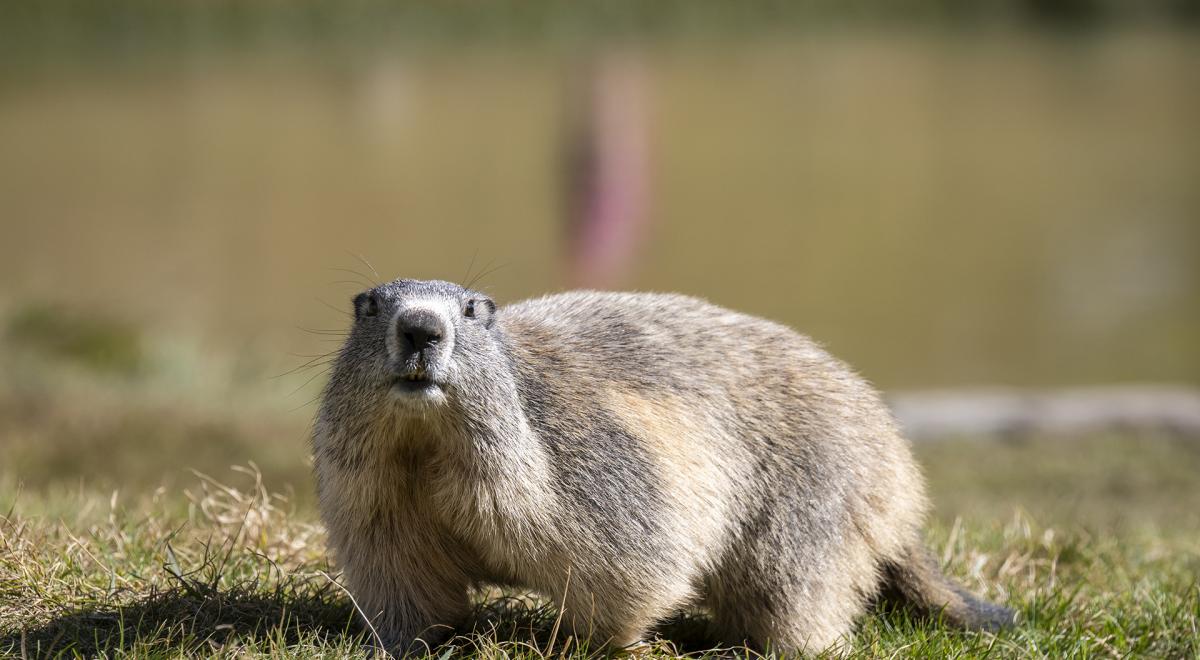 Randonnée au lac du Lauzanier - Marmotte au lac du lauzanier