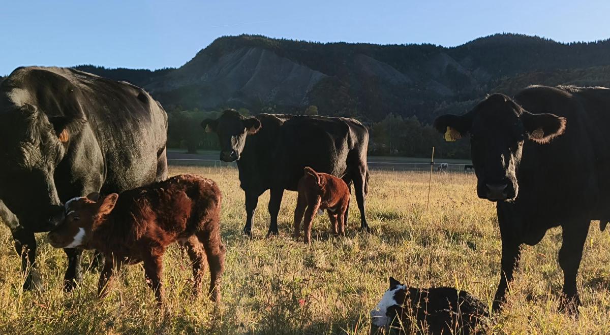 Visite gratuite de la Ferme des Pélissones_Seyne