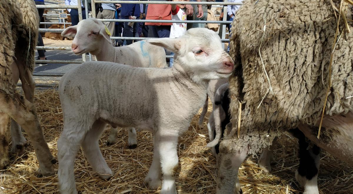 Foire agricole de Seyne - Foire agricole de Seyne