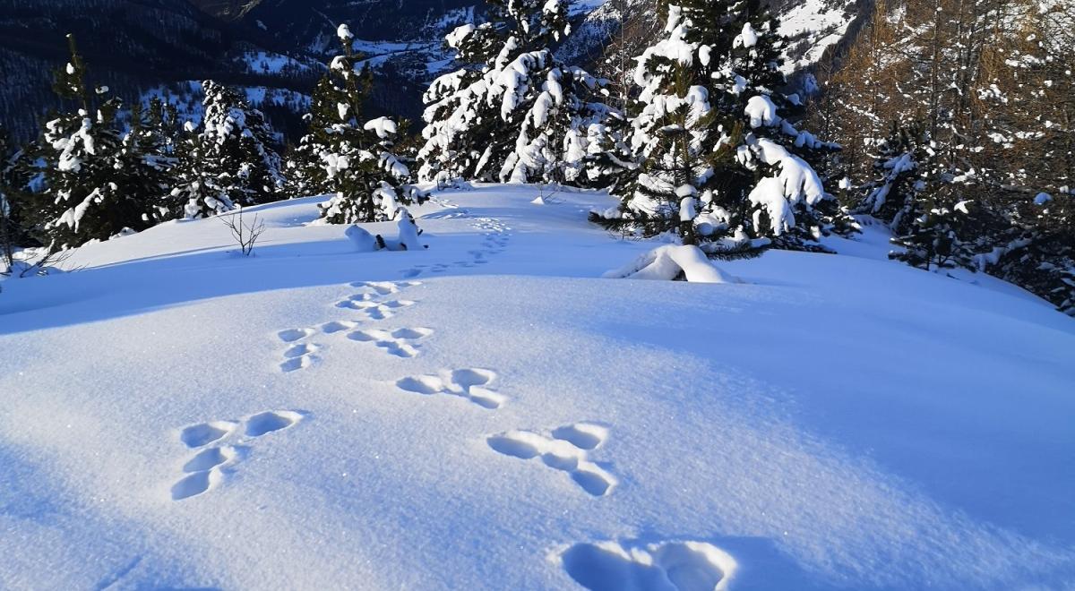 Balade nature &amp; panoramique autour de Barcelonnette_Barcelonnette - Balade nature