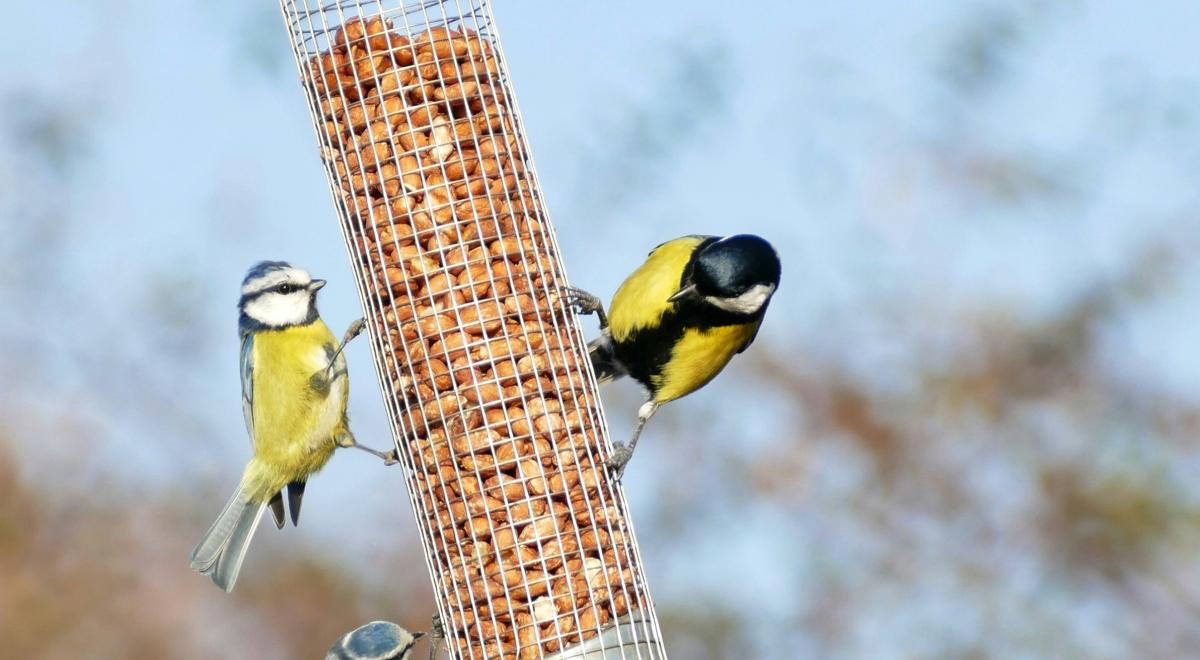 Atelier - Gîtes et mangeoires_Thoard - Image de mangeoire pour oiseaux