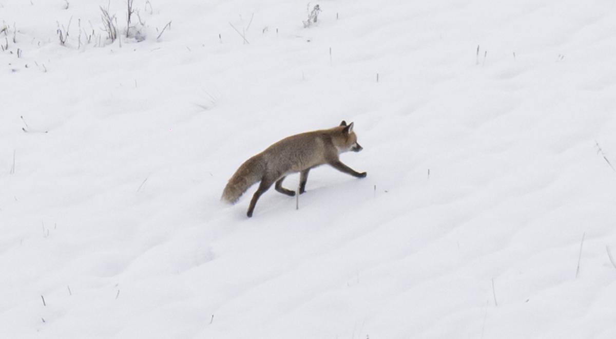 Des sons dans la montagne - Le Sauze