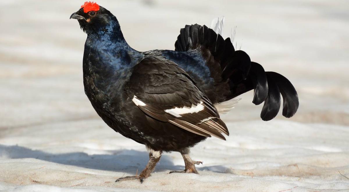 Stand : A la découverte des animaux sauvages de Pra Loup_Pra Loup 1600