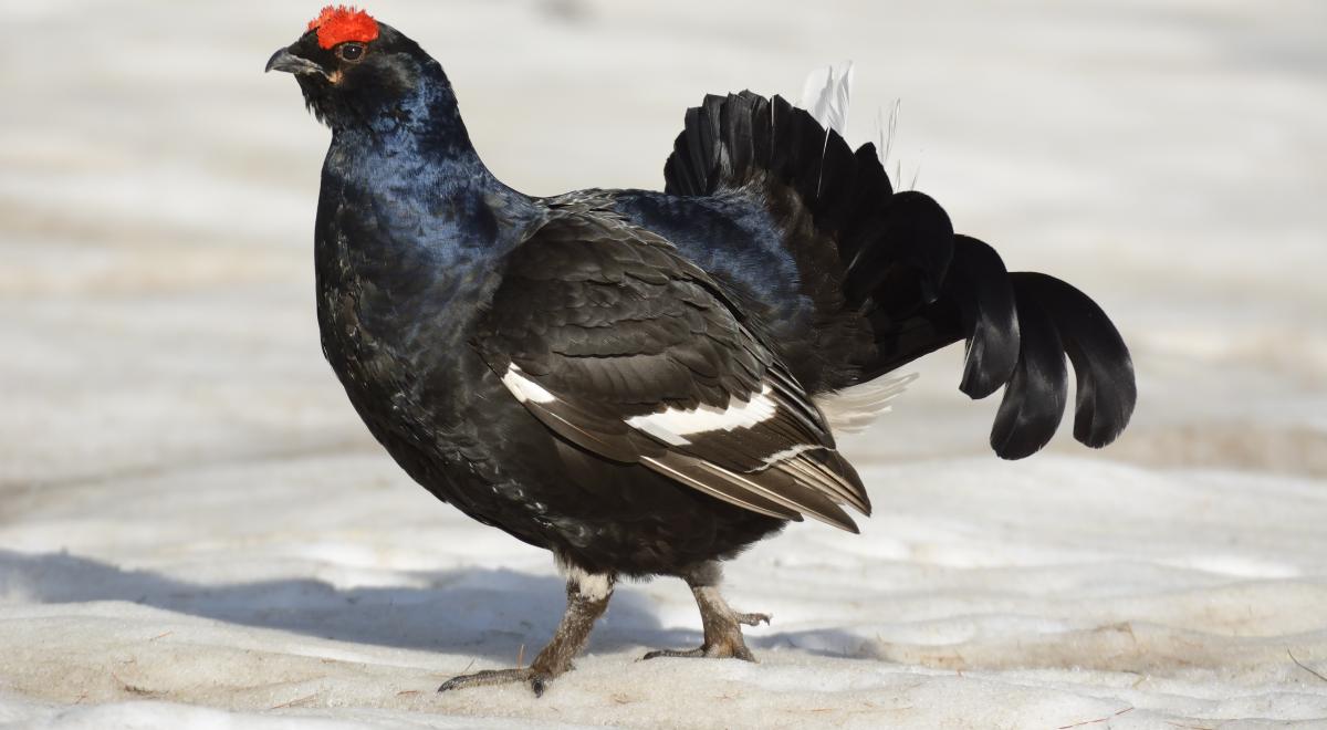 Tétras lyre - Tétras lyre