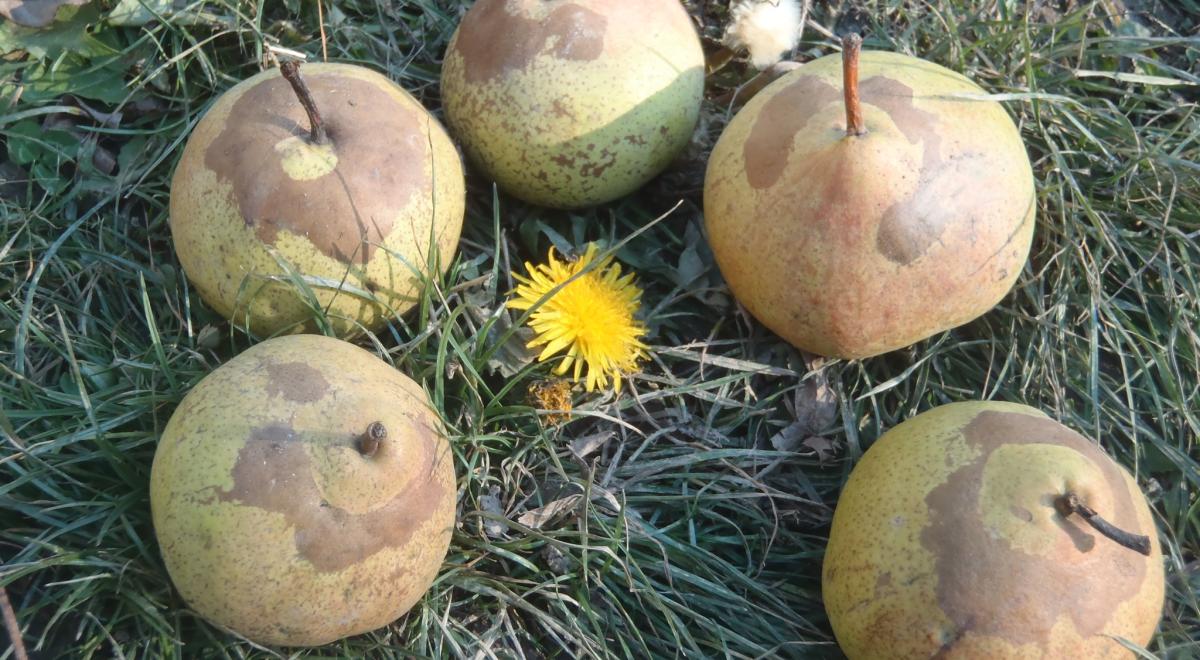 Journée taille et greffe des arbres fruitiers_Seyne - pommes du verger