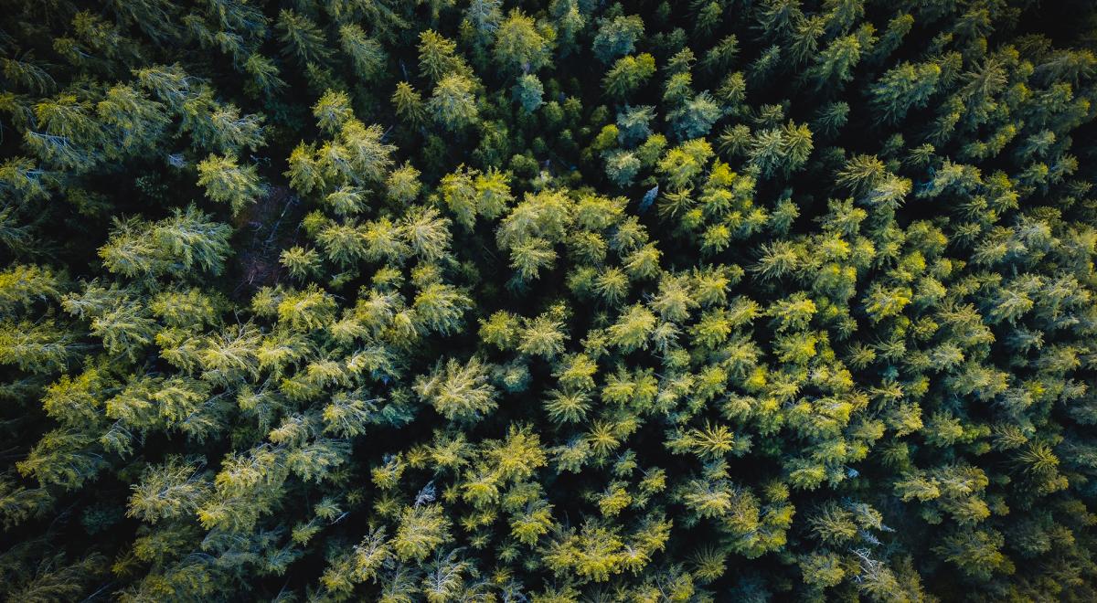 Table ronde autour de la forêt et du bois en Ubaye - Barcelonnette