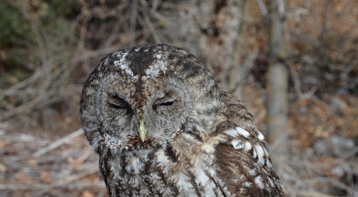 Relâcher d'un chouette hulotte_Barcelonnette - Chouette hulotte