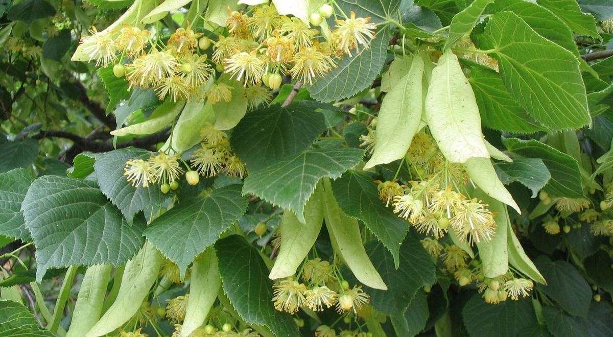Balade botanique les plantes médicinales à Seyne - Balade botanique les plantes médicinales