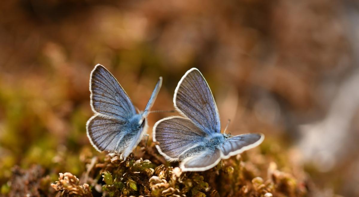 Biodiversité : connaître pour protéger - Azurés