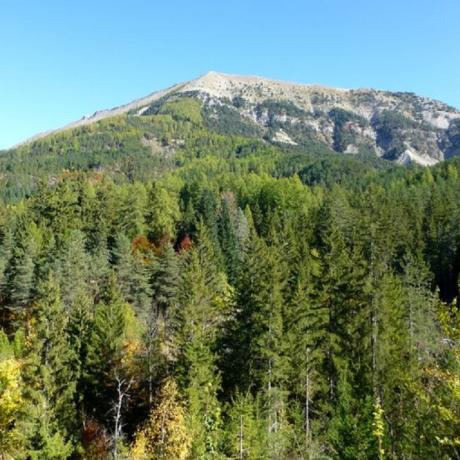 La forêt du Labouret n°23 - Le_vernet_forêt_du_labouret