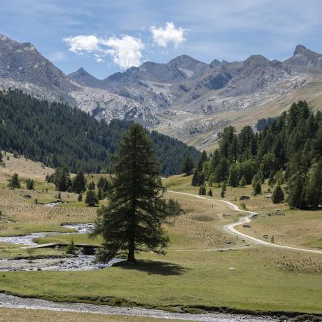 Vallon du Lauzanier - Vallon du Lauzanier