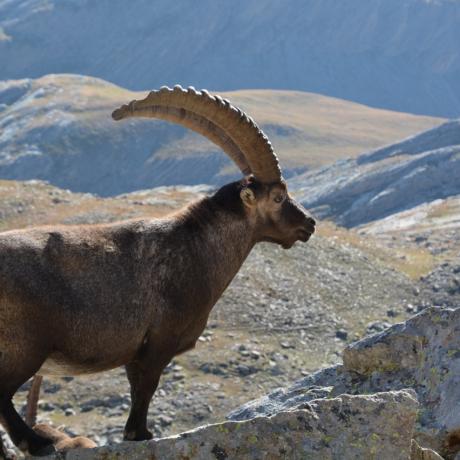Bouquetin des Alpes - Bouquetin des Alpes