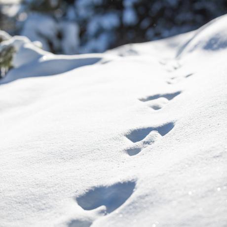 L'enquête de Noël_Auzet - Empreinte d'animaux