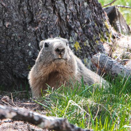 Animations pédagogiques autour de la marmotte_Le Sauze 1400 - Marmotte