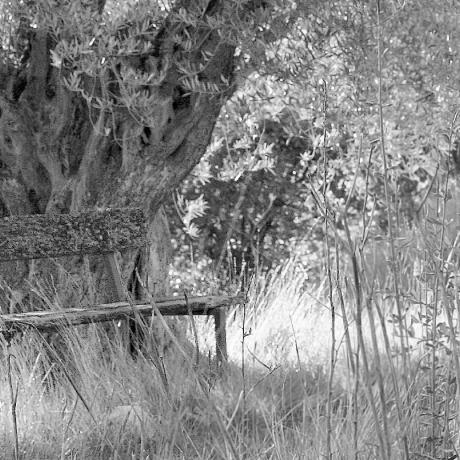 Expo photo "des arbres - des rêves" - Expo photo "des arbres - des rêves"