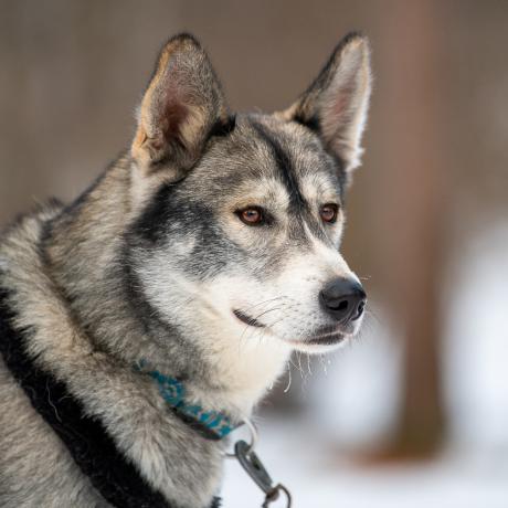 Découverte des chiens de traîneau - Le Sauze - Chien de traîneau