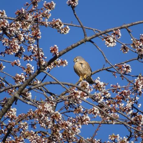 Journée taille et greffe des arbres fruitiers_Seyne - arbre