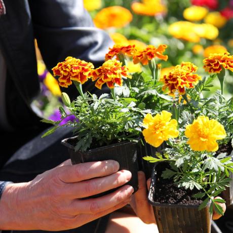 Foire aux Fleurs et aux Saveurs - Bouquet de fleur