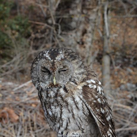 Relâcher d'un chouette hulotte_Barcelonnette - Chouette hulotte