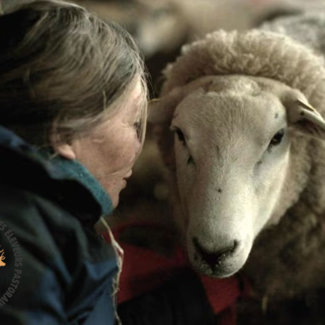 notes of sheepland