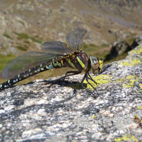 Découverte de la biodiversité du golf de Barcelonnette_Barcelonnette - Découverte de la biodiversité du golf de Barcelonnette_Barcelonnette
