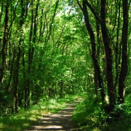 Forêt
