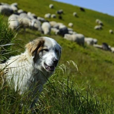 Protection des troupeaux