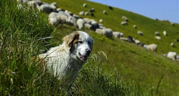Protection des troupeaux
